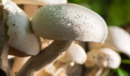 911吃瓜爆料蘑菇网,蘑菇网背后惊人内幕大揭秘